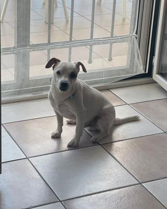 Cane per accoppiamento