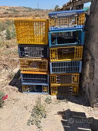 Gabbie trasporto polli galine