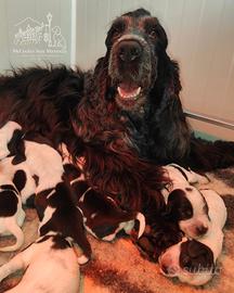 Cocker Spaniel Inglese Blue Roano pedigree ENCI