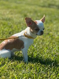 Chihuahua pelo corto