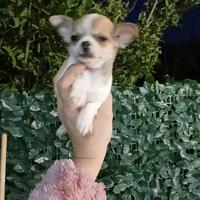 Chihuahua mini toy