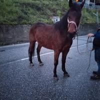 Cavallo castrone