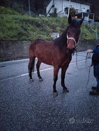 Cavallo castrone