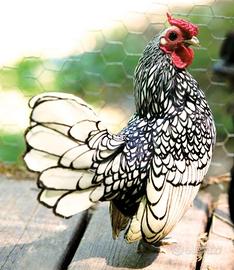 Gallina sebright
