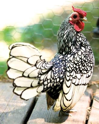 Gallina sebright
