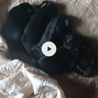Cuccioli di pastore tedesco