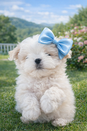 Maltesini linea coreana