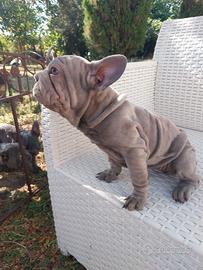 Cuccioli di Bulldog Francese Big Rope & Velvet