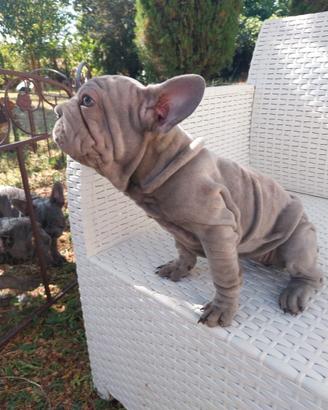 Cuccioli di Bulldog Francese Big Rope & Velvet