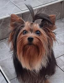 Yorkshire 2 mesi e altri in arrivo