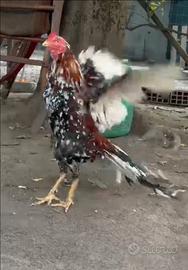 Gallo Aseel