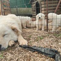 Cuccioli di pastore maremmano