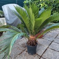 cycas