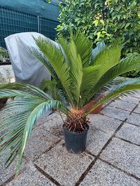 cycas