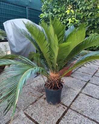 cycas