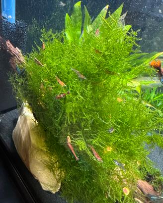 Gamberi tropicali