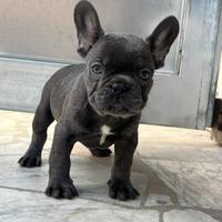 Bulldog Francese Blu