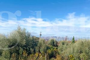 Terreno Agricolo Santa Maria di Licodia