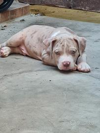 american bully cuccioli XL merle