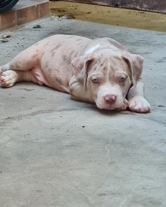 american bully cuccioli XL merle