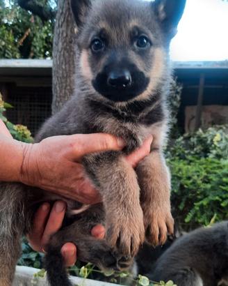 PASTORE TEDESCO  CUCCIOLI 