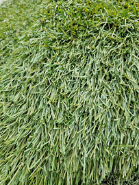 Erba sintetica usata