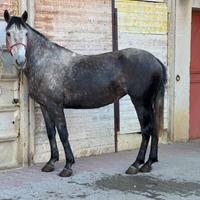 Cavalla domata a sella 5 anni