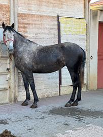 Cavalla domata a sella 5 anni