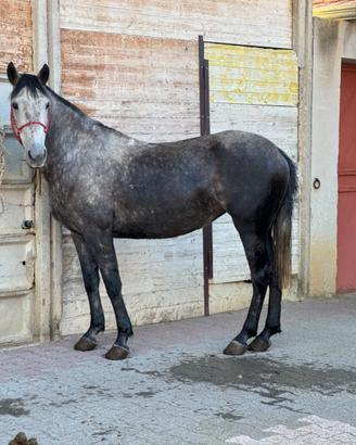 Cavalla domata a sella 5 anni