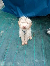 Cuccioli di Lagotto Romagnolo