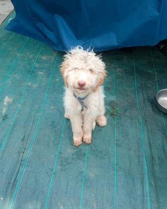 Cuccioli di Lagotto Romagnolo
