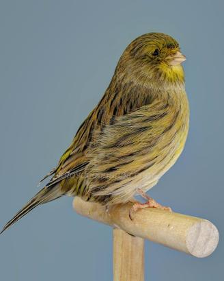 Femmina di gloster consort del 2026