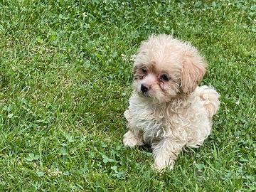 Cuccioli di Maltipoo mini