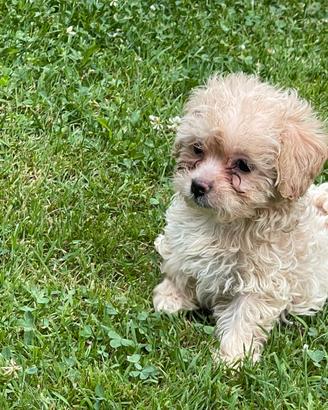 Cuccioli di Maltipoo mini