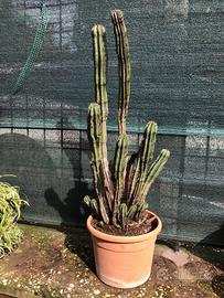 Euphorbia Polygona pianta grassa
