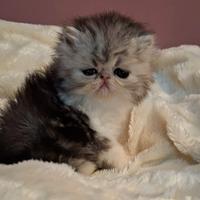 Cucciola di gatta razza persiano