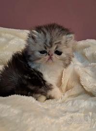 Cucciola di gatta razza persiano