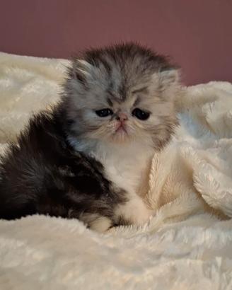 Cucciola di gatta razza persiano