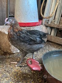 Galline