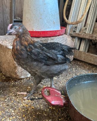 Galline
