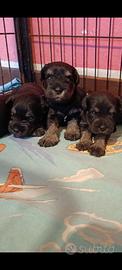 Cuccioli di Schnauzer Nano Nero Argento