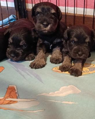Cuccioli di Schnauzer Nano Nero Argento