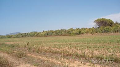 Alghero Terreno 10000 mq,con pozzo 2 km dal mare
