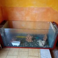 acquario 