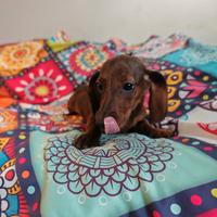 Bassotti femmine kaninchen