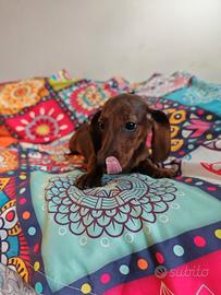 Bassotti femmine kaninchen