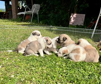 Cuccioli di Pastore Australiano