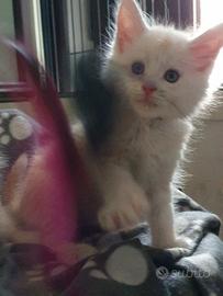 Maine Coon
