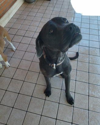 Cane razza Corso