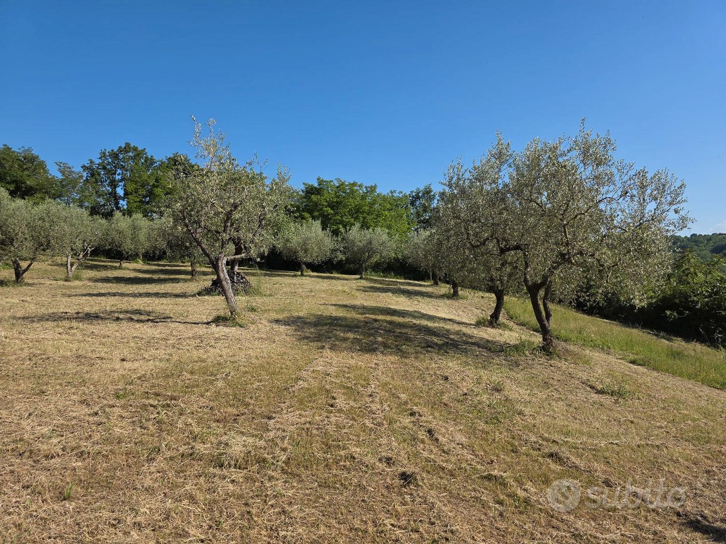Terreno Agricolo con Uliveto -Comune Isernia - Altro